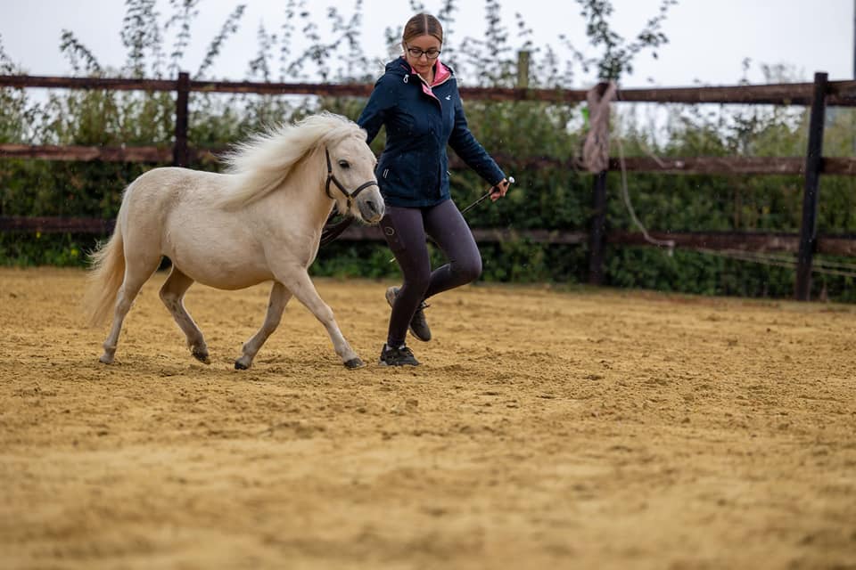 Mini Shettland Ponys Laumanns Hof Marl