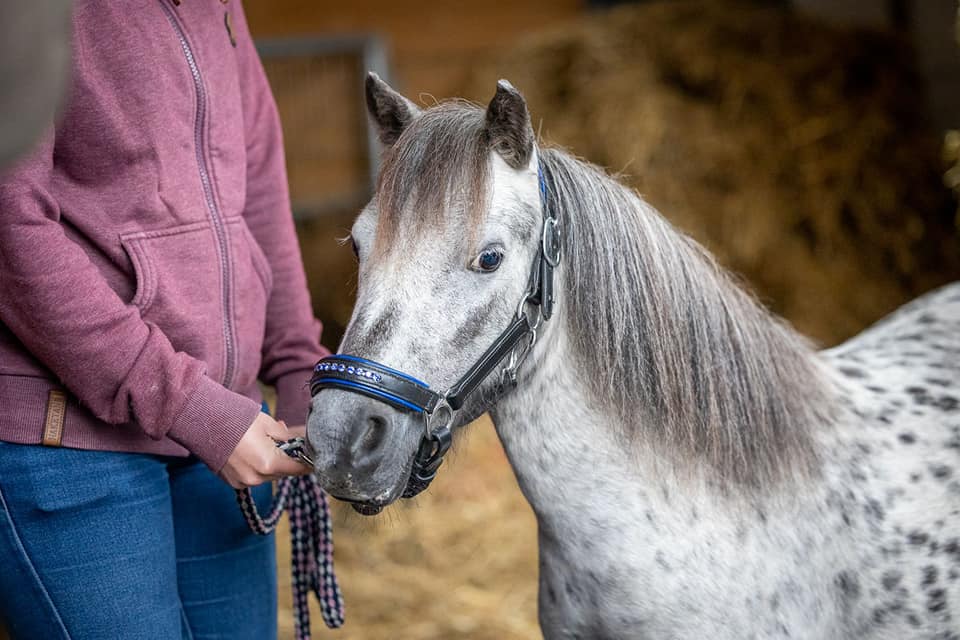 Mini Shettland Ponys Laumanns Hof Marl