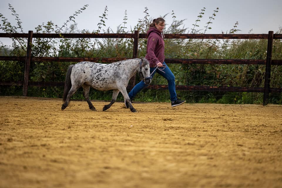 Mini Shettland Ponys Laumanns Hof Marl