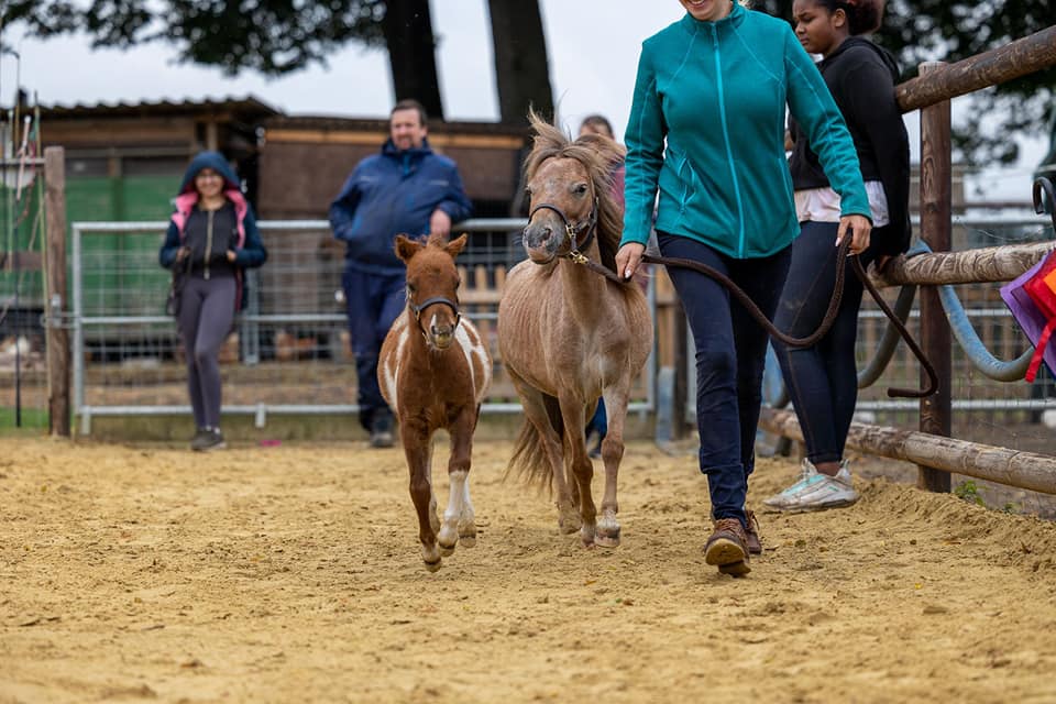 Mini Shettland Ponys Laumanns Hof Marl