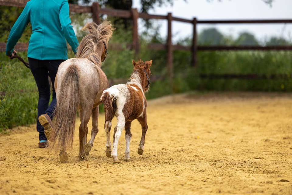 Mini Shettland Ponys Laumanns Hof Marl