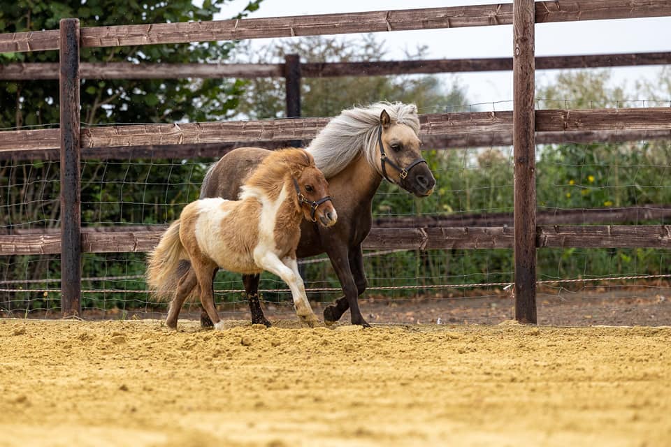 Mini Shettland Ponys Laumanns Hof Marl