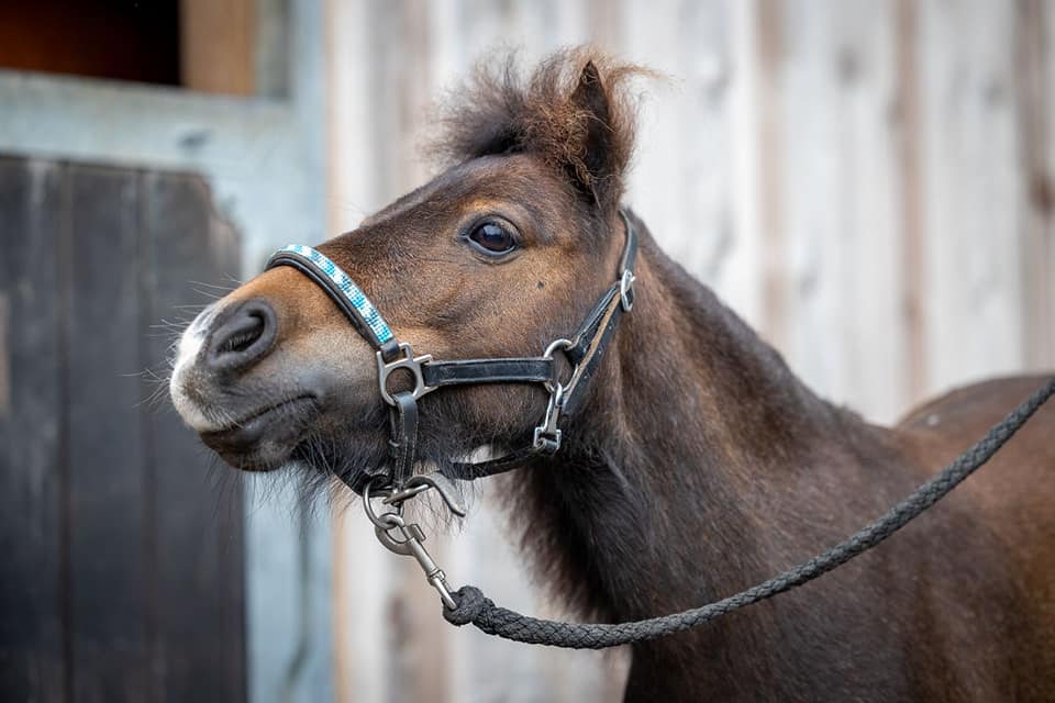 Mini Shettland Ponys Laumanns Hof Marl