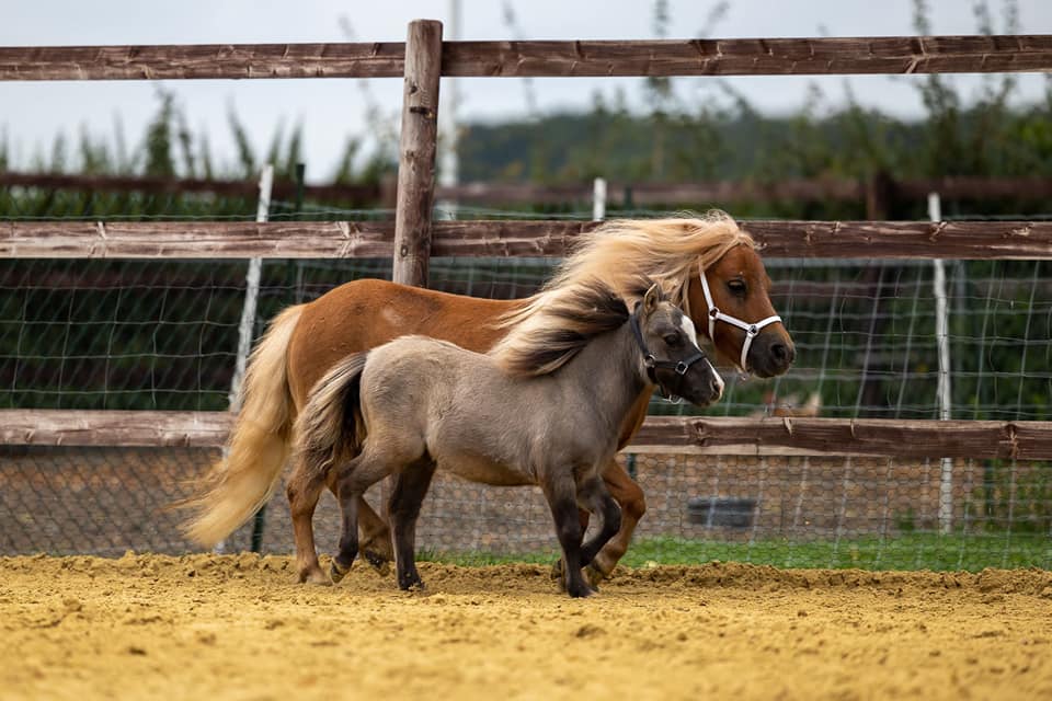 Mini Shettland Ponys Laumanns Hof Marl