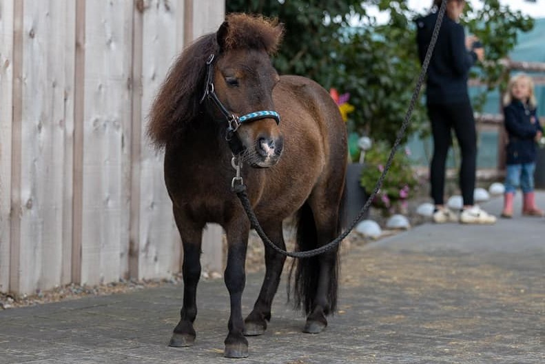 Mini Shettland Ponys Laumanns Hof Marl