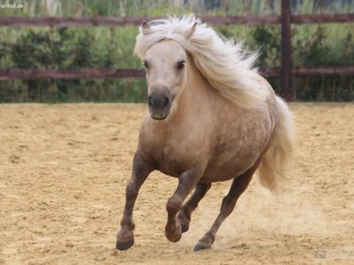 Mini Shettland Ponys Laumanns Hof Marl